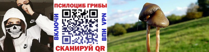 Галлюциногенные грибы MAGIC MUSHROOMS магазин продажи наркотиков Тайшет